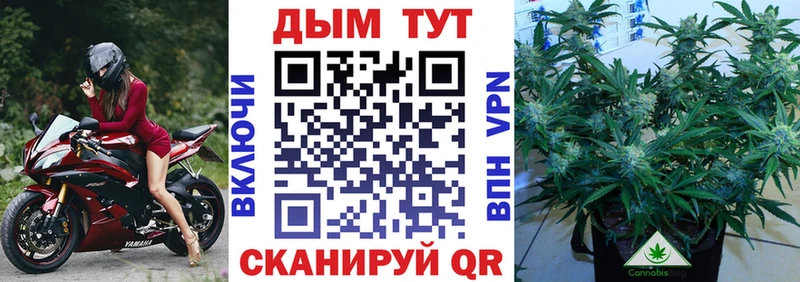 Канабис OG Kush  kraken онион  Тосно 